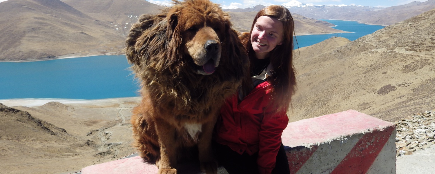 encounter with wild beast such as Yak and Tibetan mastiff dog in Tibet is a part of the experience