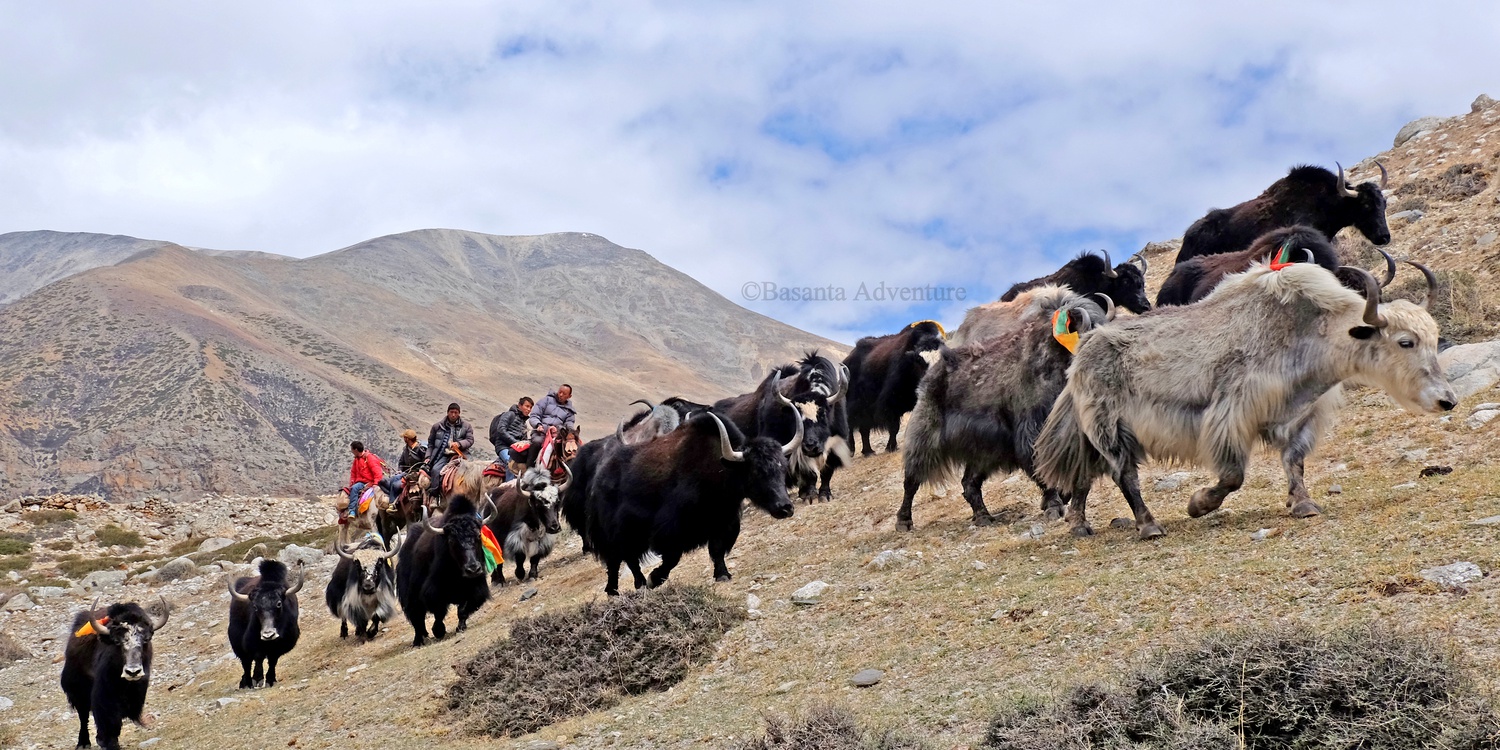 Nomad, herder, rich cultural heritage of Tibet